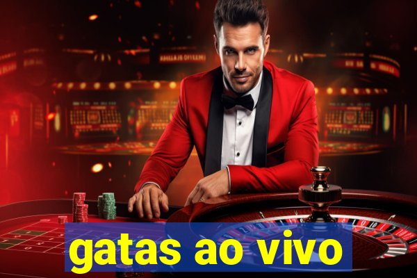 gatas ao vivo